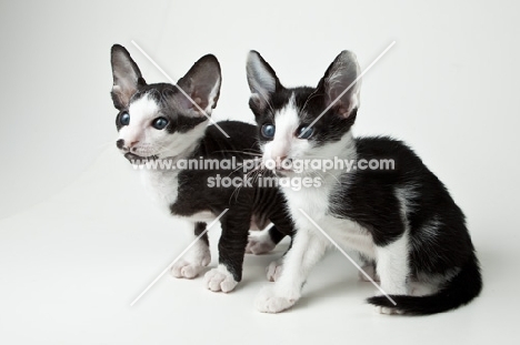 2 Peterbald kittens, 6 weeks old