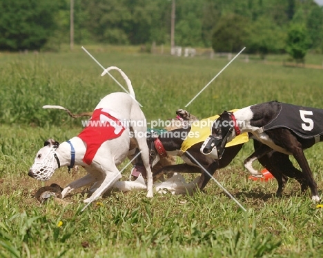 two Whippet dogs racing