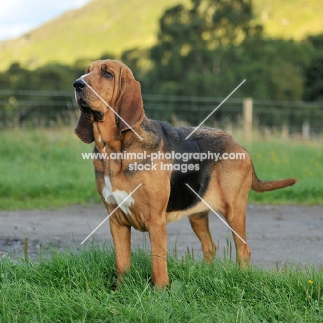 bloodhound standing in grass, full body