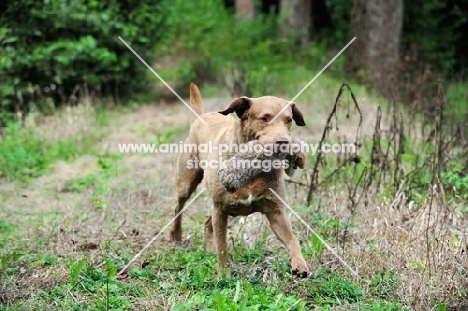 Chesapeake Bay Retriever retrieving