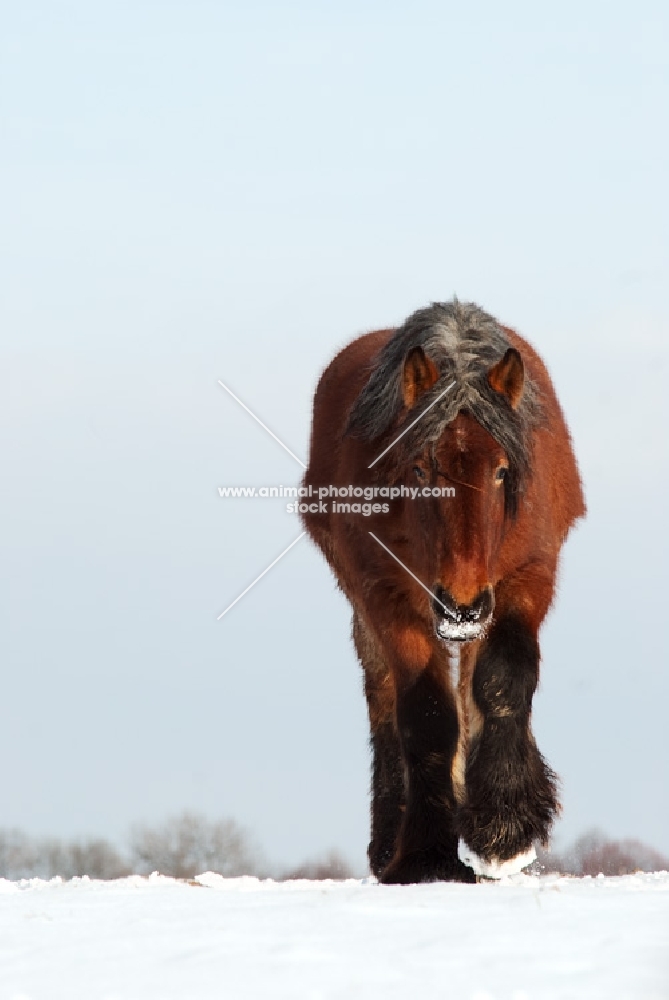 Belgian heavy horse in snow walking towards camera