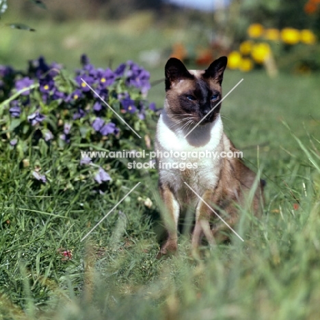 old style siamese cat, seal point 