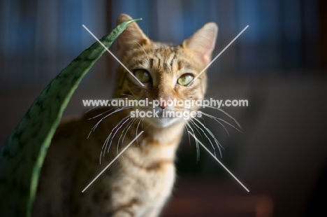 female Bengal cat looking directly at camera