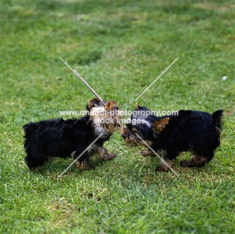 two yorkshire terrier pups playing with stick