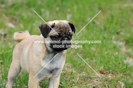 pug puppy