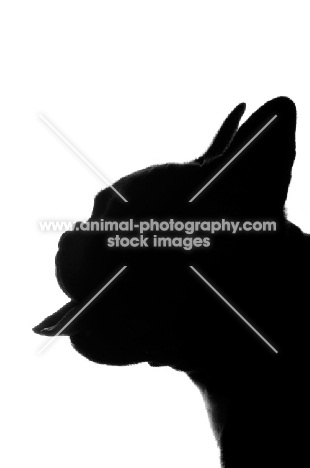 French Bulldog with tongue out as silhouette