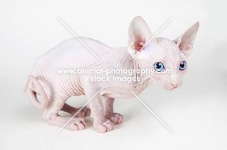 Bambino kitten crouching on white background