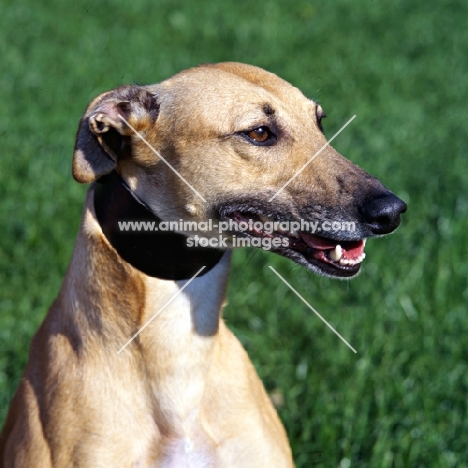 lurcher, whippet cross, at dogs trust wearing hound collar