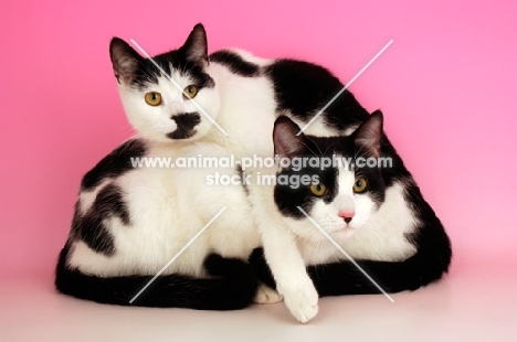 two black and white cats on top of each other
