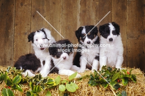 four Border Collie puppies
