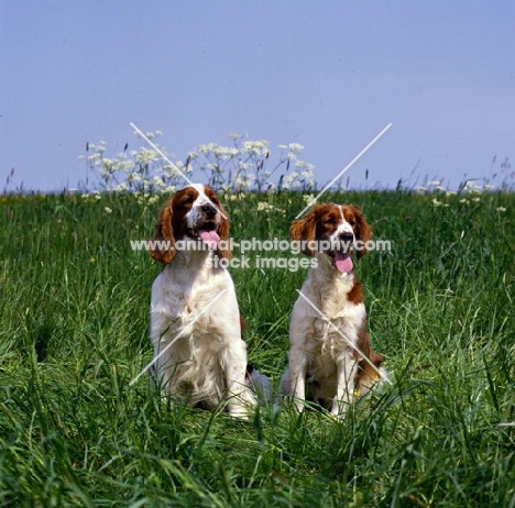two welsh springer spaniels sitting in long grass