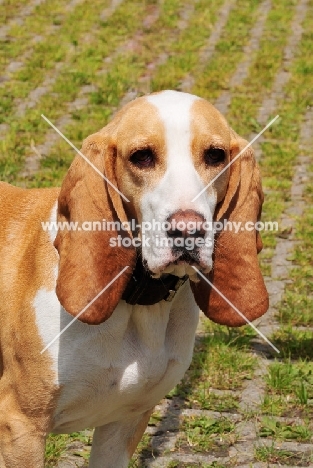 Spanish Hound (aka Sabueso Espanol), head study