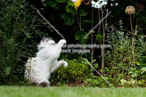 Ragdoll cross Persian reaching