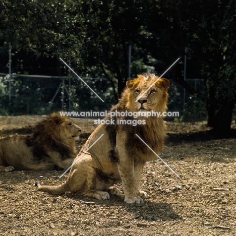 two lions in windsor safari park