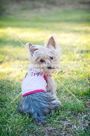 yorkshire terrier sitting in grass wearing birthday shirt