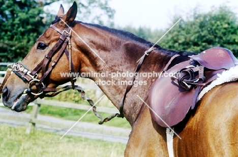 horse with lunging caveson, saddle and bridle ready for lunging