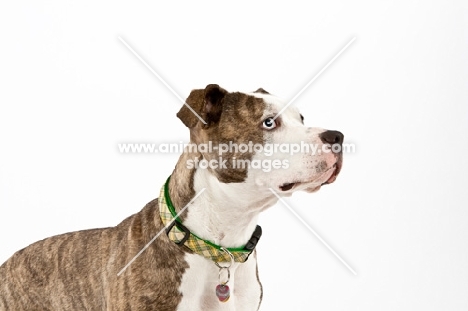Brindle and white American Staffordshire Terrier  on white background