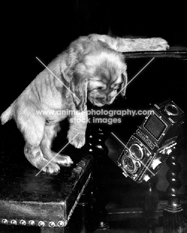 Cocker Spaniel puppy with rolleiflex camera falling from table