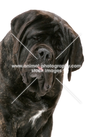 Brindle Mastiff portrait