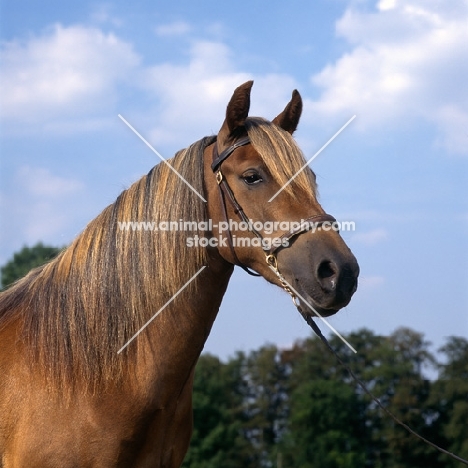 millersford starlight, new forest mare with beautiful mane, head study