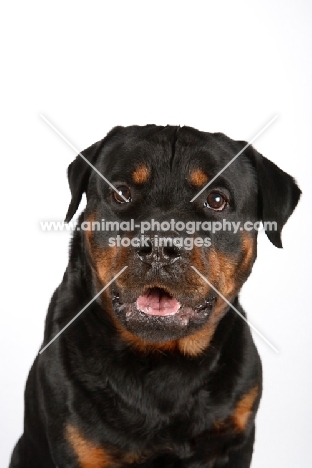 Rottweiler portrait