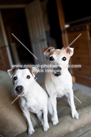 two jack russell terriers standing on arm of chair