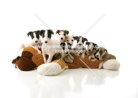 whippet puppies sitting on toy