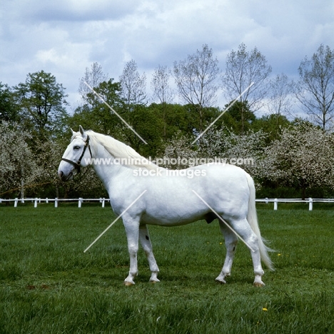 kladruber stallion, generalissimus XXV111, 782 favoury, at kradruby, 