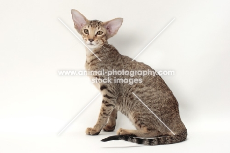 Oriental Shorthair, Brown Spotted Tabby colour, sitting on white background