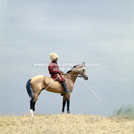 polotli, famous akhal teke stallion with lone rider in traditional turkomen clothing 