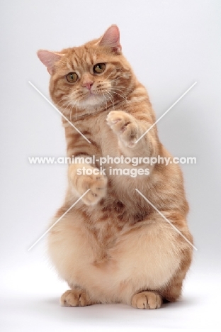 Red Classic Tabby Manx sitting on hind legs
