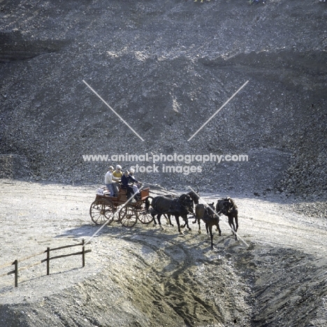 mats allvik (sweden) at quarry zug 1981, swedish horses
