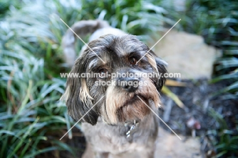 terrier mix standing in greenery