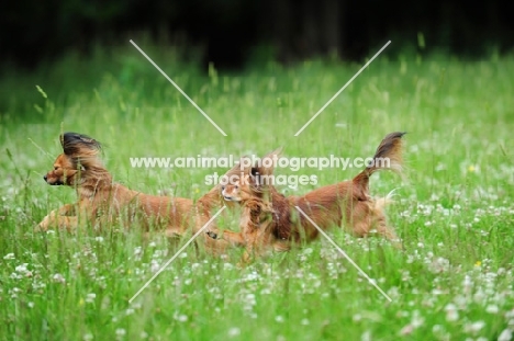 two Russian Toy Terriers chasing each other