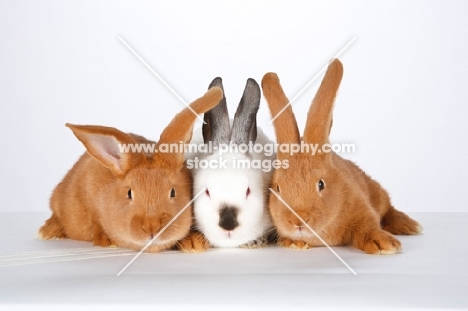 three New Zealand rabbits