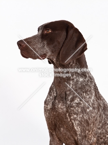 liver and white German Shorthaired Pointer portrait, side view