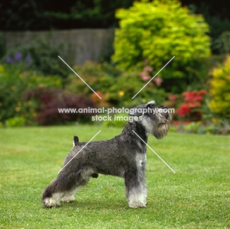 Schnauzer dog standing in beautiful colourful garden