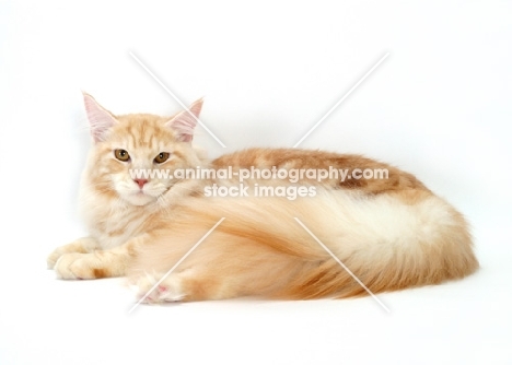 Red Silver Classic Tabby Maine Coon lying down