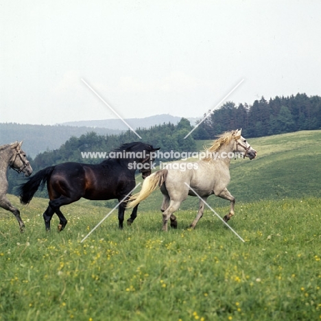 Lipizzaner and austrian half bred colts at  piber