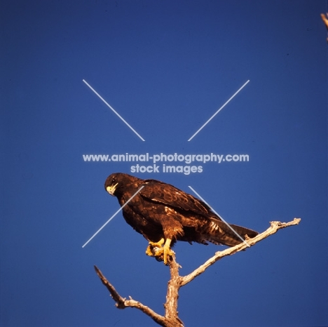 galapagos hawk on branch, punta espinosa, galapagos 