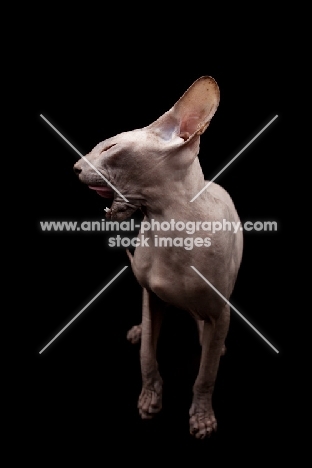 Peterbald looking away with mouth open
