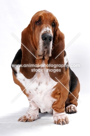 Australian Champion Basset Hound