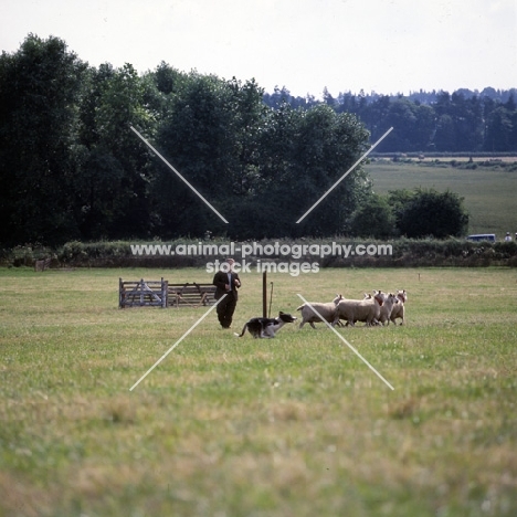 border collie at sheepdog trial  