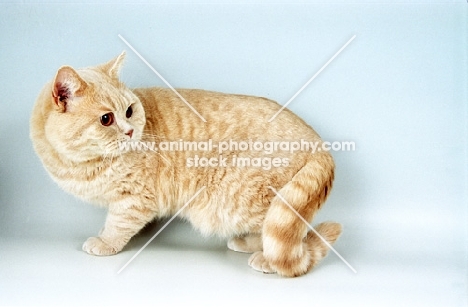 cream British Shorthair cat