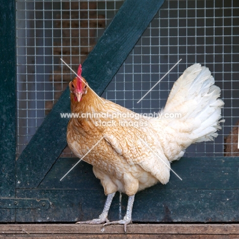 Friesian hen (Friese Hoen)