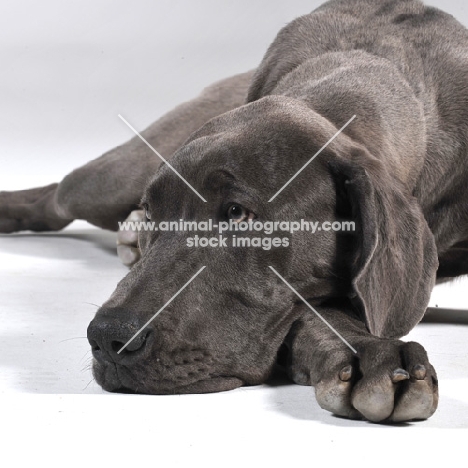 Great Dane resting