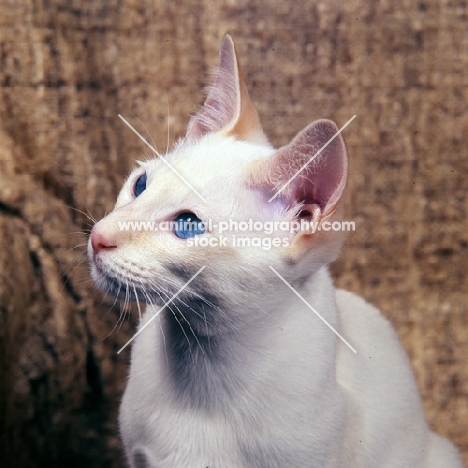 portrait of red point siamese cat