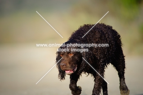 American Water Spaniel