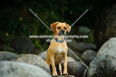 Puggle (Pug cross Beagle Hybrid Dog) near rocks