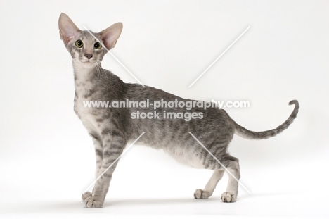 Oriental Shorthair side view, blue spotted tabby colour